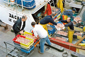 Dörig-Fischlogistik